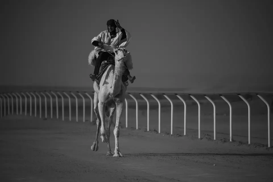 A camel and rider on the racecourse of the Moussem of Tan-Tan