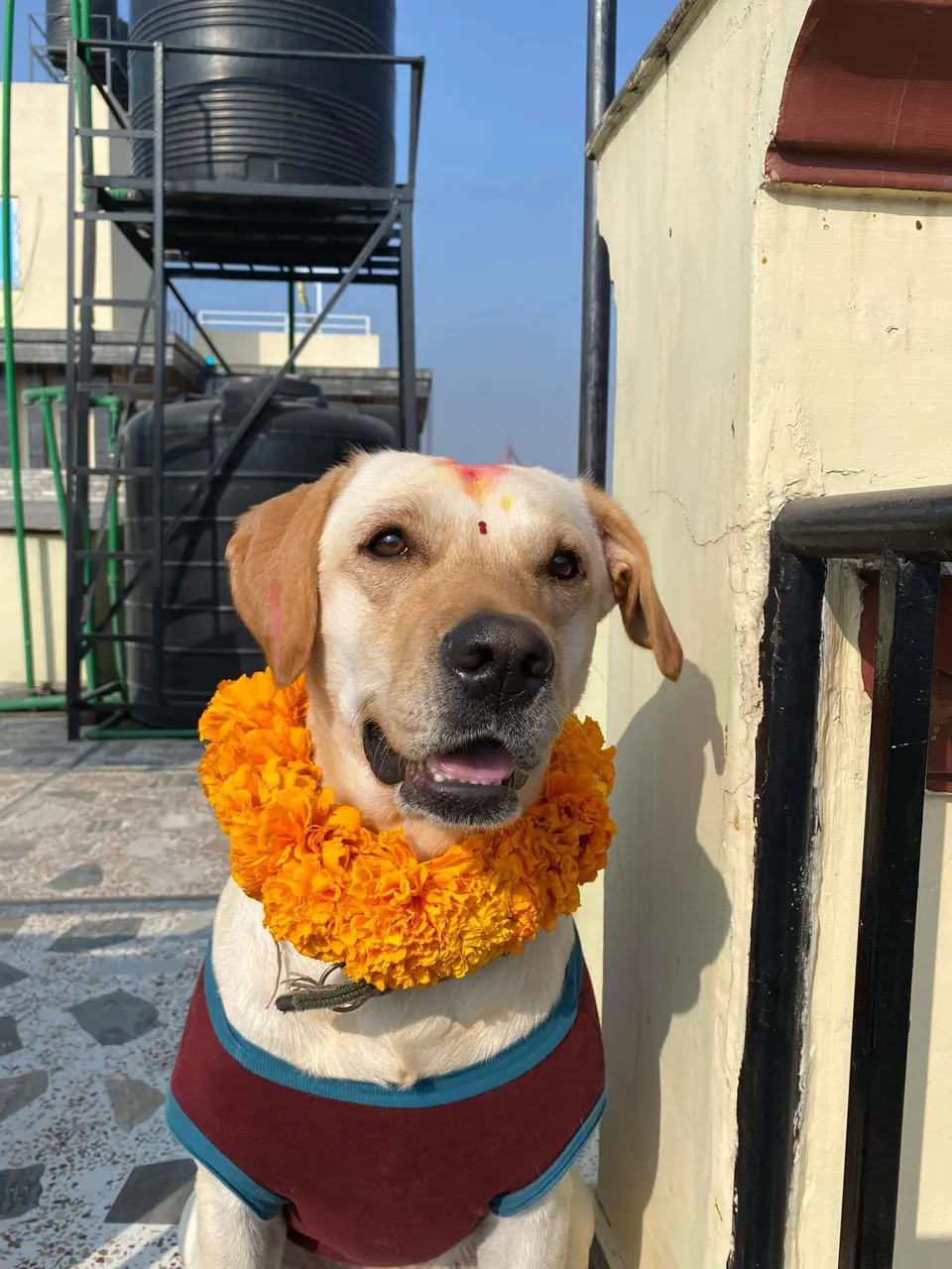 Ein Hund mit Ringelblumengirlande und Tika am Tag von Kukur Tihar in Kathmandu